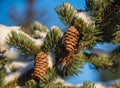 Fir tree branch with two small cones covered by fresh snow Royalty Free Stock Photo