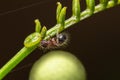 Closeup of a fire ant (Solenopsis) on a stem of a plant