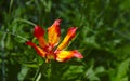 Closeup of a Fire Lily Royalty Free Stock Photo