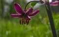 Closeup of a Fire Lily Royalty Free Stock Photo