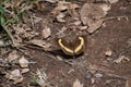 Closeup of a Fire-Rim Tortoiseshell butterfly on the ground Royalty Free Stock Photo