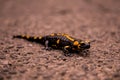 Closeup of a fire salamander on the ground Royalty Free Stock Photo