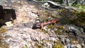 Closeup of the fire salamander on the rock. Salamandra salamandra. Royalty Free Stock Photo