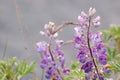 Closeup of Fireweed Plant