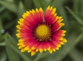 Closeup of a firewheel flower gaillardia pulchella