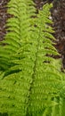 Closeup of Firn Fern Plant Leaves Royalty Free Stock Photo