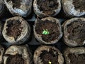 A closeup of the first growth of an arugula plant in a mini garden pot Royalty Free Stock Photo