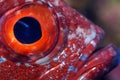 Closeup of a fish eye Royalty Free Stock Photo