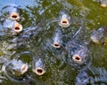 Closeup of Several Hungry Fish Mouths