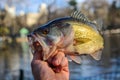 Closeup of a fisherman holding a bass fish.