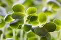 Closeup of five days old broccoli sprouts Royalty Free Stock Photo