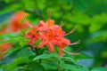 Closeup of Flame Azalea Flowers Royalty Free Stock Photo