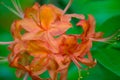 Closeup of Flame Azalea Flowers Royalty Free Stock Photo