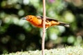 Closeup of Flame-colored Tanager (Piranga bidentata) Panama Royalty Free Stock Photo