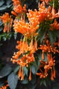 Closeup of the flamevine flowers Pyrostegia venusta or orange trumpetvine in the garden Royalty Free Stock Photo