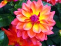 Closeup of a flaming multicolored orange, yellow and pink double blooming Dahlia and green leafs background