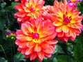 Closeup of flaming multicolored orange, yellow and pink double blooming Dahlias and green leafs background