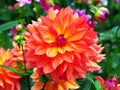 Closeup of flaming multicolored orange, yellow and pink double blooming Dahlias and green leafs background