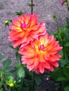 Closeup of flaming multicolored orange, yellow and pink double blooming Dahlias and green leafs background Royalty Free Stock Photo