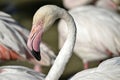 Closeup of flamingo in Camargue Royalty Free Stock Photo