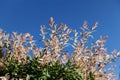 Closeup of Flamingo Dappled Willow in landshaft design