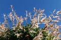 Closeup of Flamingo Dappled Willow in landshaft design