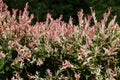 Closeup of Flamingo Dappled Willow in landshaft design