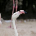 Closeup of a flamingo face Royalty Free Stock Photo