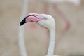 Closeup of a flamingo face Royalty Free Stock Photo