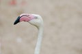 Closeup of a flamingo face Royalty Free Stock Photo