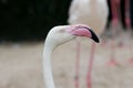 Closeup of a flamingo face Royalty Free Stock Photo