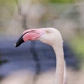 Closeup of a flamingo face Royalty Free Stock Photo