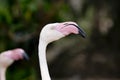 Closeup of a flamingo face Royalty Free Stock Photo