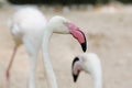 Closeup of a flamingo face Royalty Free Stock Photo