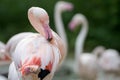 Closeup flamingo preening feathers animal portrait Royalty Free Stock Photo