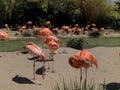 Closeup Flamingos