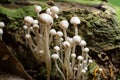 Closeup of Flammulina filiformis mushrooms in the forest Royalty Free Stock Photo