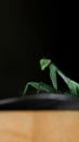 scary looking green giant praying mantis