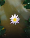 Closeup flat lay view of a beautiful Pygmy water lily in a lake