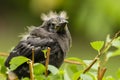 Closeup Fledgling Grackle Royalty Free Stock Photo