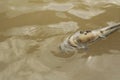 Closeup Flies on dead fish cause overheat river