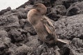 Closeup of a flightless cormorant against a wall of lava rocks. Royalty Free Stock Photo