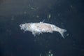 Closeup of a floating dead silver fish Royalty Free Stock Photo