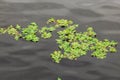 Closeup of floating lily pads on murky pond water Royalty Free Stock Photo