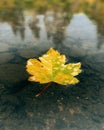 Closeup of a floating  yellow autumn leaf on a lake Royalty Free Stock Photo