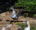 Closeup of a flock of American white pelicans standing on a shore of a lake