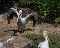 Closeup of a flock of American white pelicans standing on a shore of a lake
