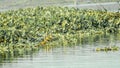 Closeup flock of billed duck aquatic bird Anatidae species family, a chicken sized bird spotted in collecting food in the lake