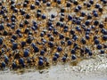 Closeup of a flock of blue crabs on the seashore