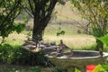 Closeup of a flock of doves and finches eating from a bird feeder and drinking water from a bird bath